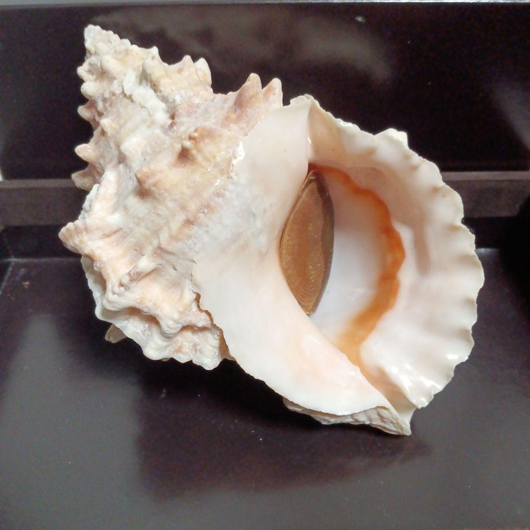 貝殻標本　インテリア　アンティーク