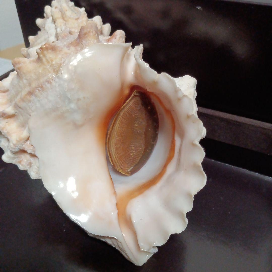 貝殻標本　インテリア　アンティーク