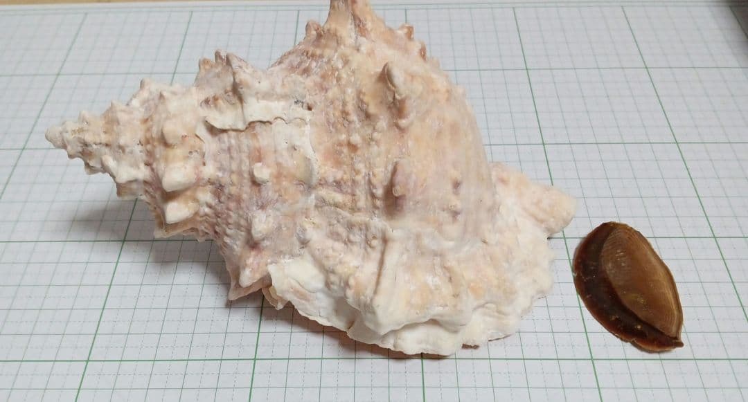 貝殻標本　インテリア　アンティーク