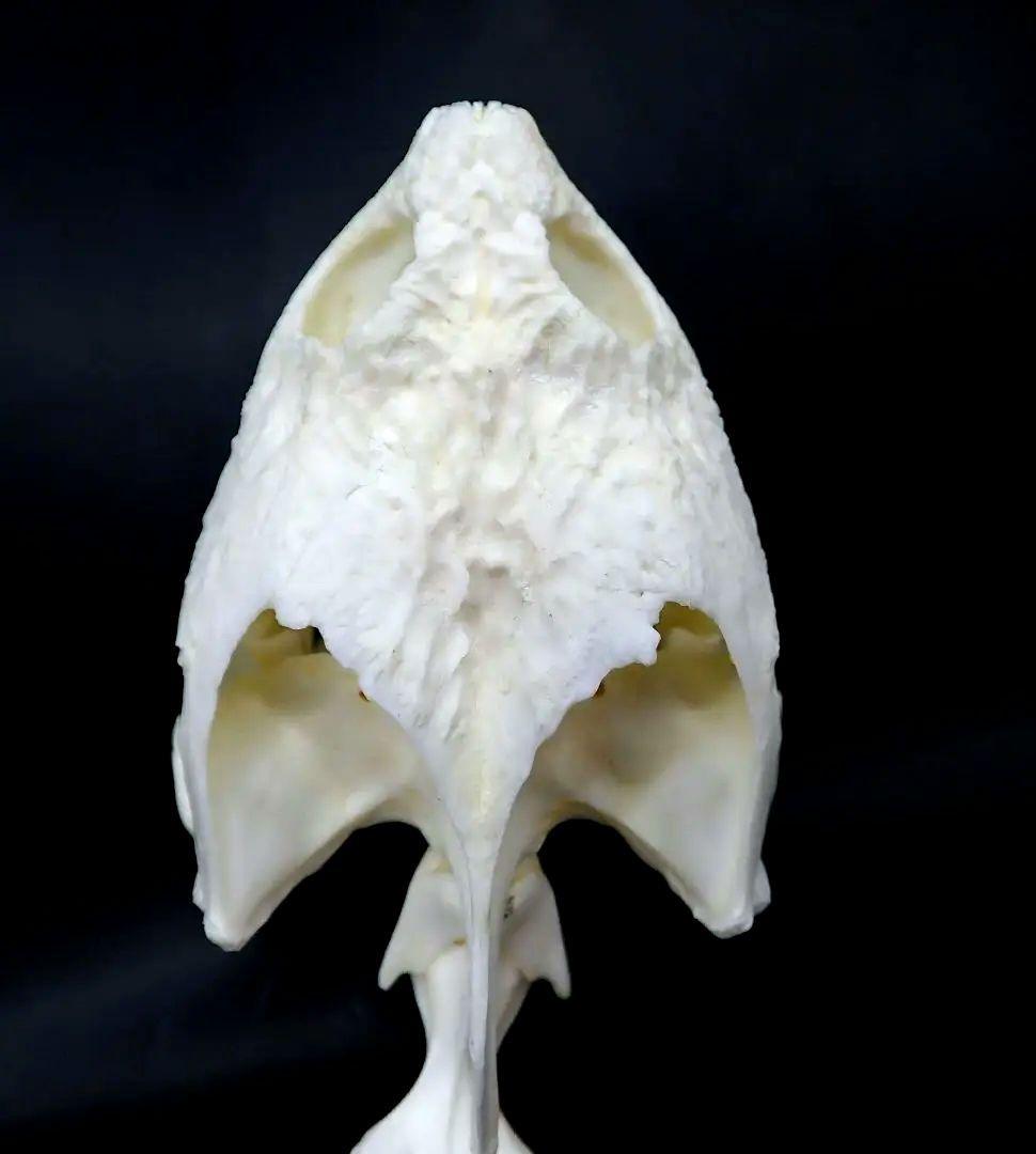 カミツキガメ　骨格標本