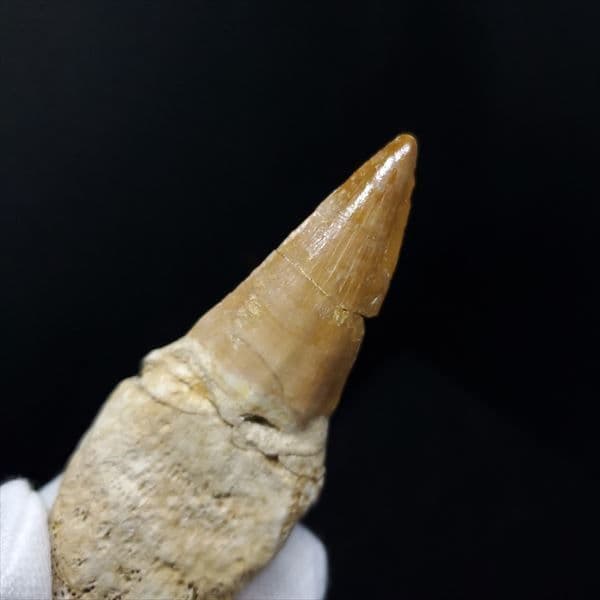 美品 歯根付き モササウルス 化石 本物 モロッコ産 85.40mm mos9