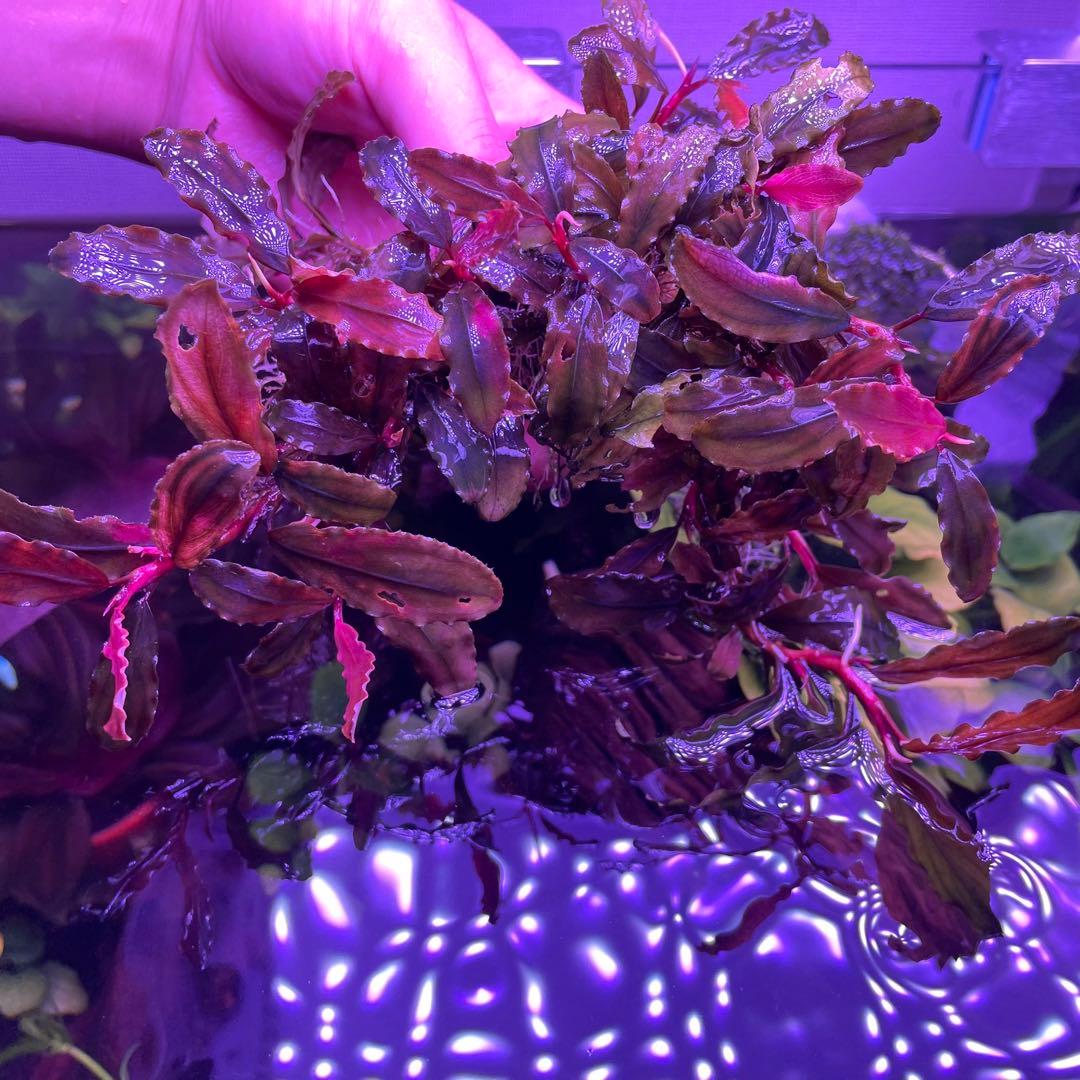 水草 Bucephalandra sp. Melawi Blue