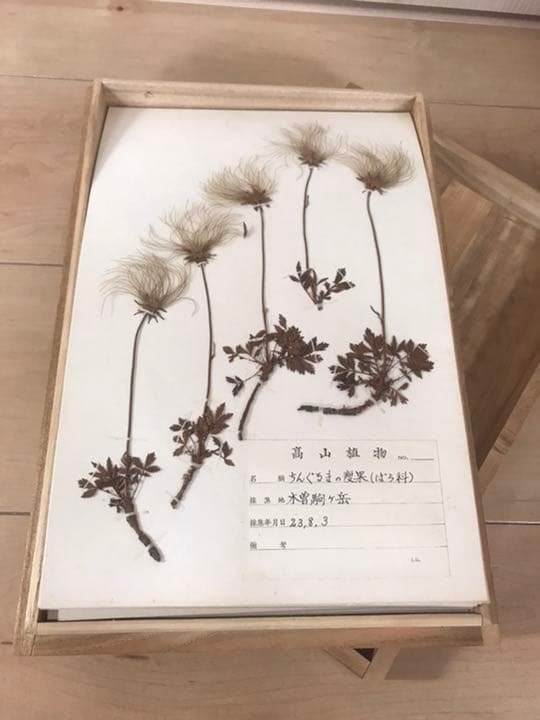 アンティーク　植物標本　高山植物　全57種