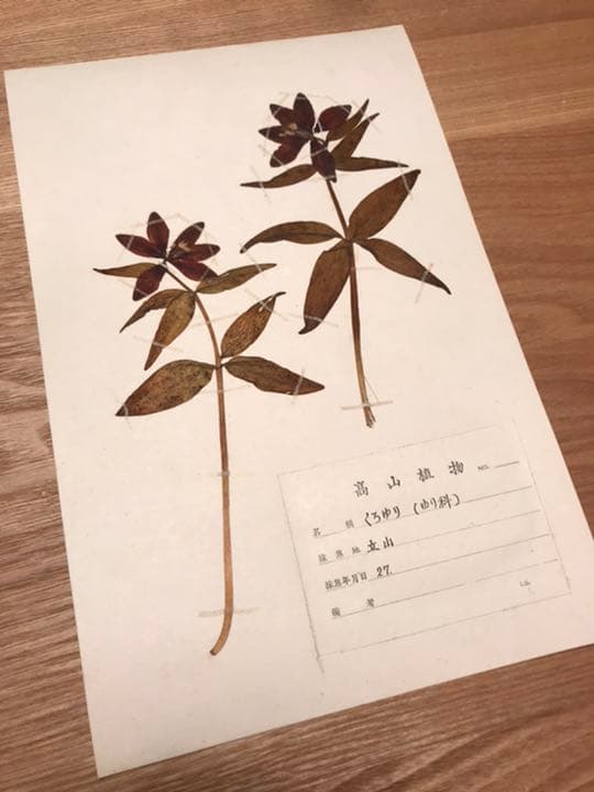 アンティーク　植物標本　高山植物　全57種
