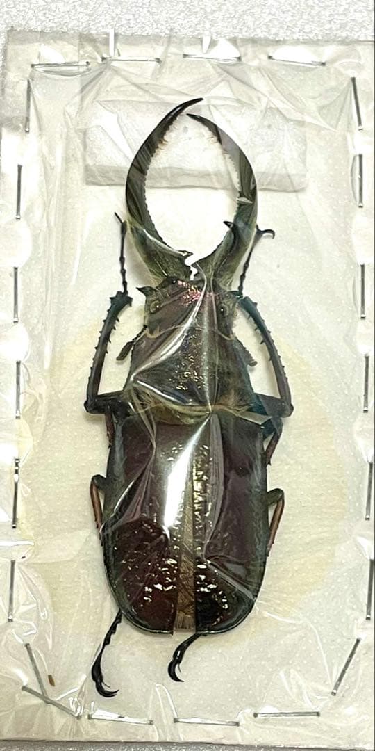 特大　シワバネクワガタ　標本