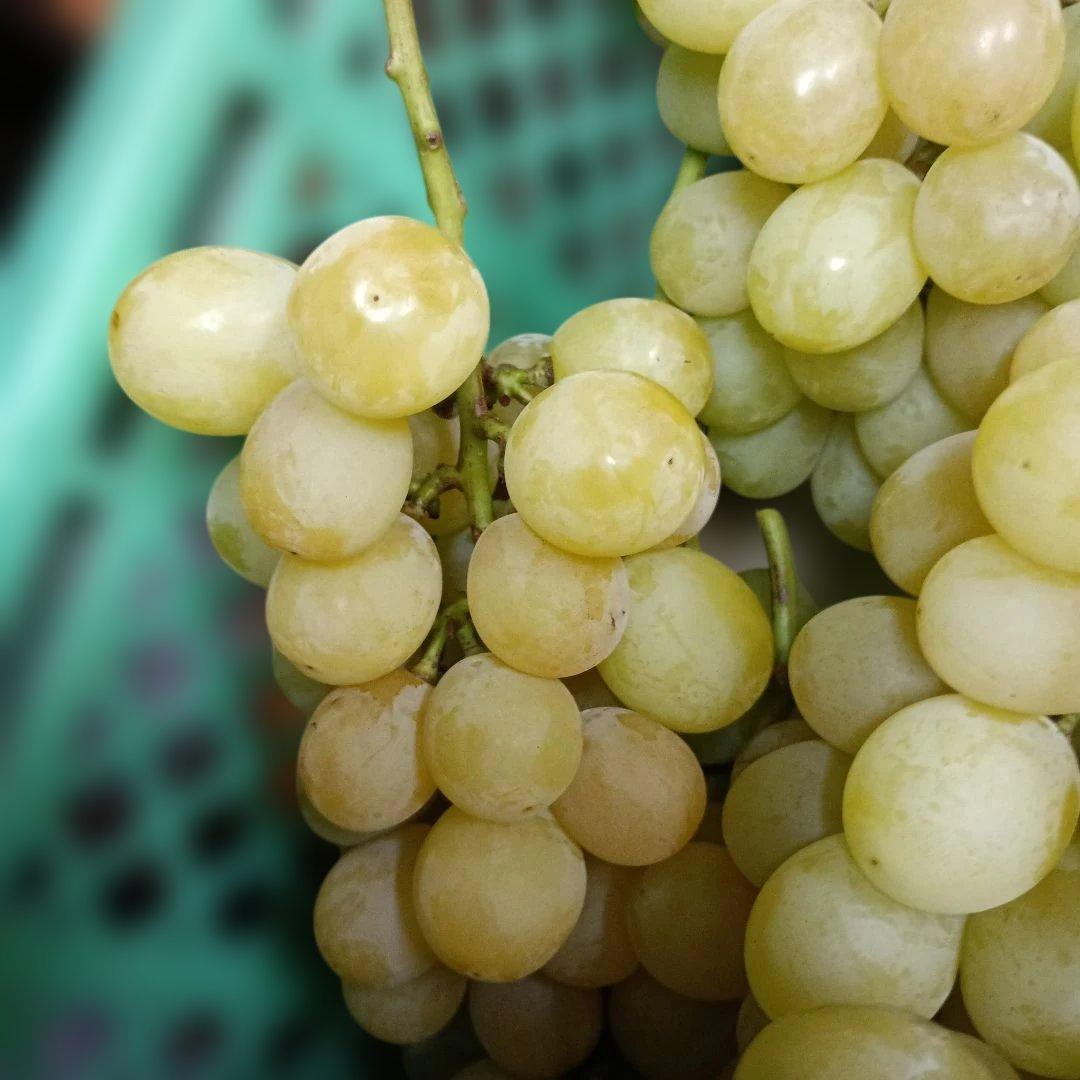 シャインマスカット大粒完熟増量の、徳用5.5キロ入りの粒バック入りになります。