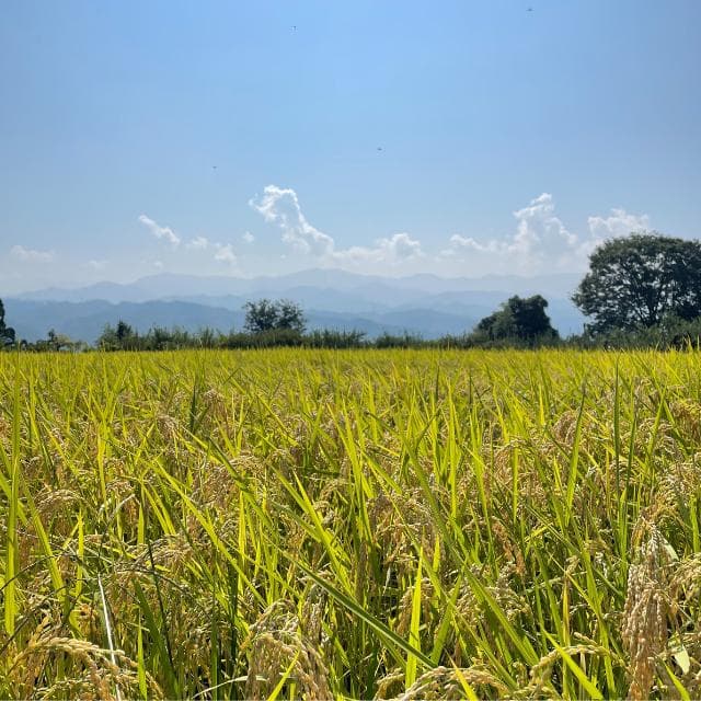 （購入後、精米して発送）令和7年産 コシヒカリ 10㎏ 南信州産