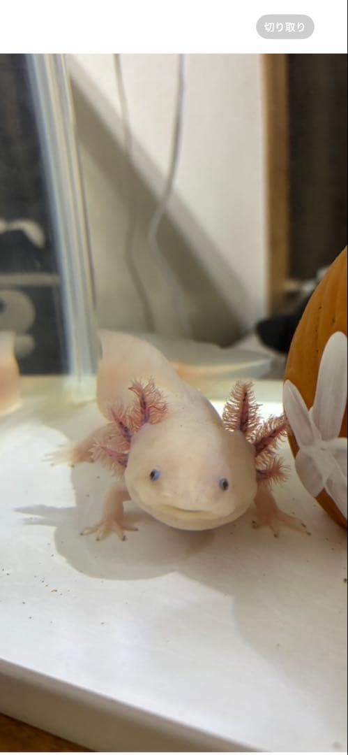 アンティーク雑貨 PDeeT.jap