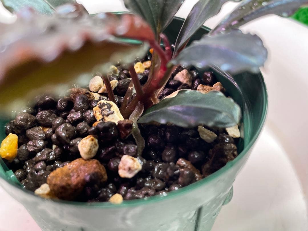 水草 Bucephalandra sp. \"Red waltz\"