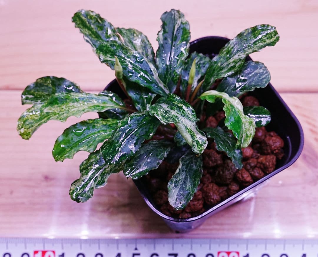 ブセファランドラsp. グリーンウェービー 斑入り バリエガータ　水上葉　無農薬