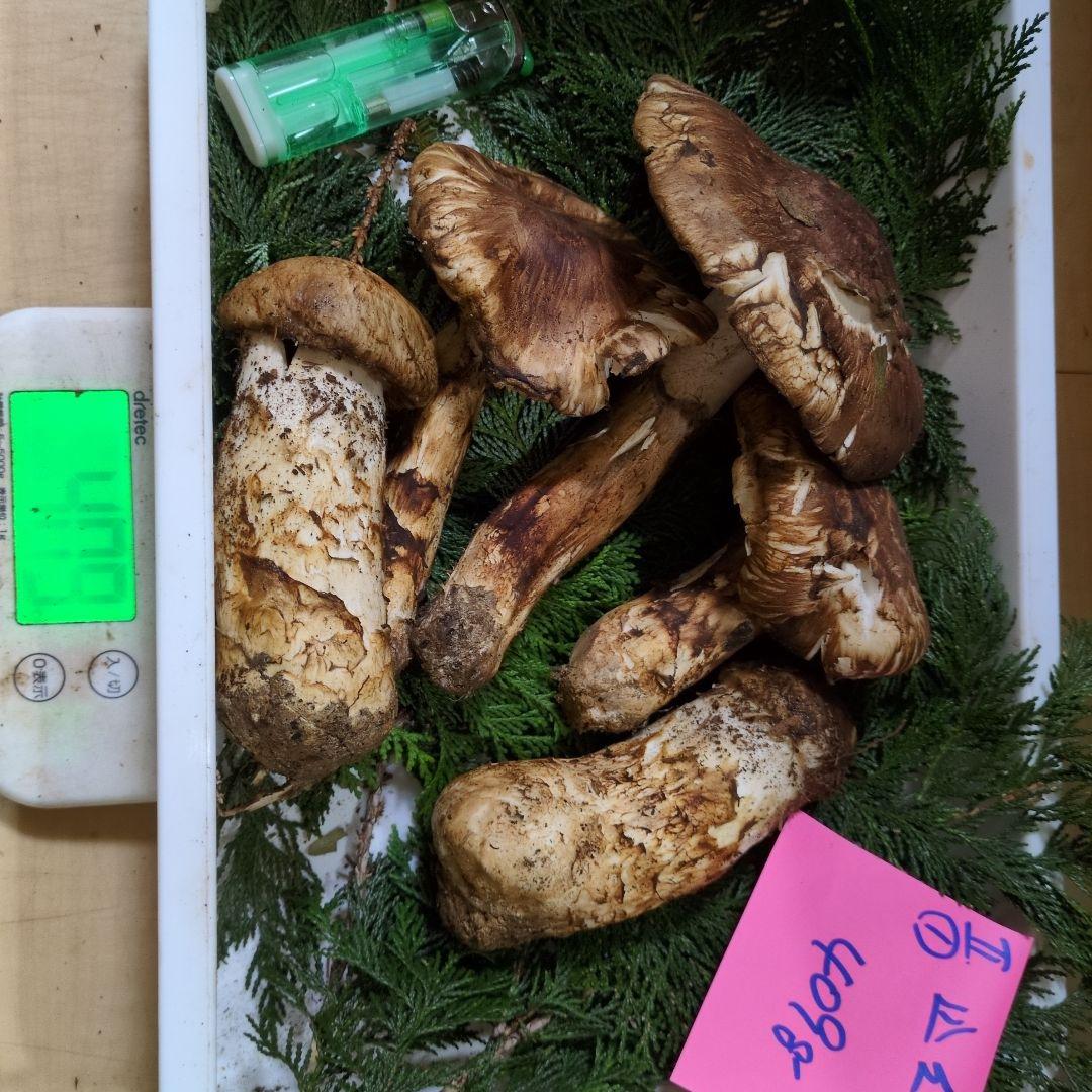 和歌山松茸 新鮮朝市　込み込み　409㌘