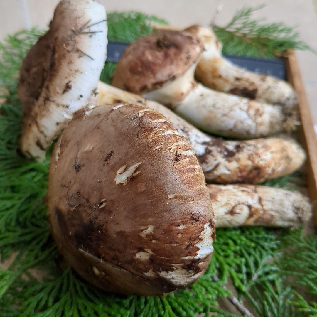 信州産松茸 266g