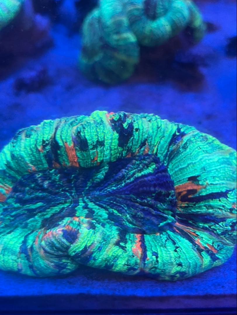 オオバナサンゴ　グリーンマルチ