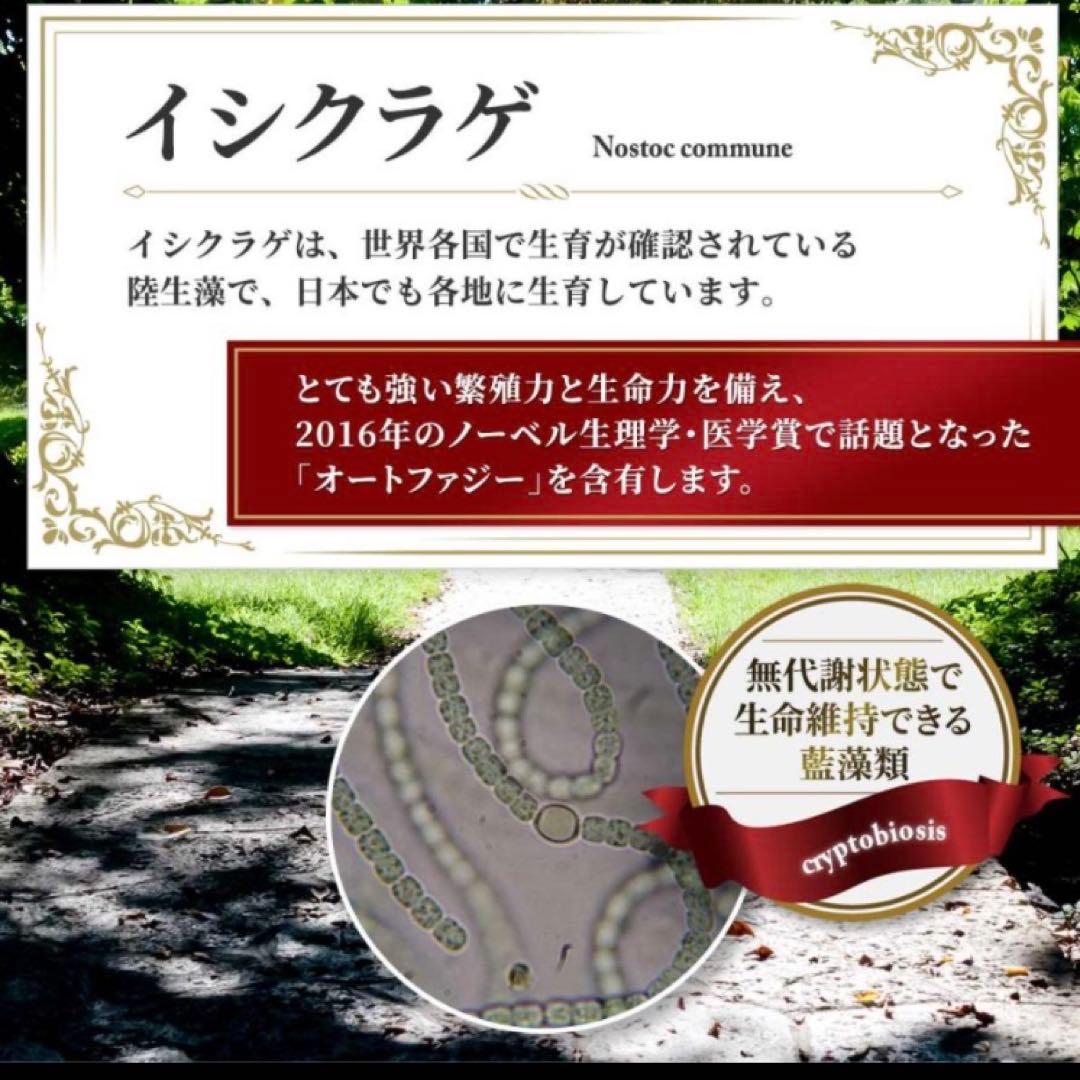 【期間限定特別価格】マイクロアルジェ・阿拉善 【未開封1箱】