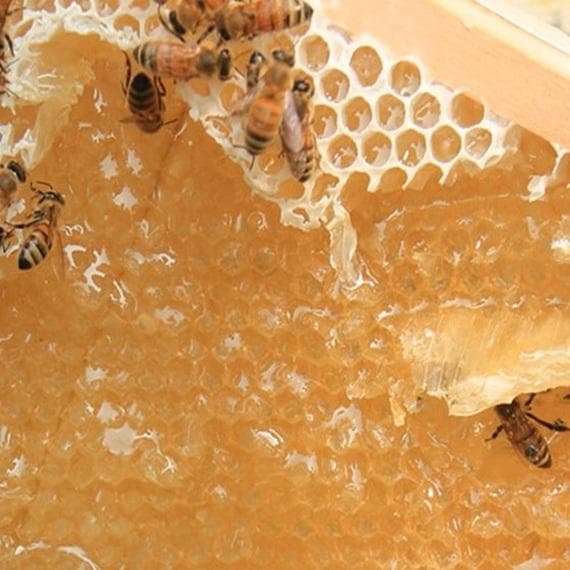 ♾️アカシア蜜１０本　生はちみつ　自家製蜂蜜