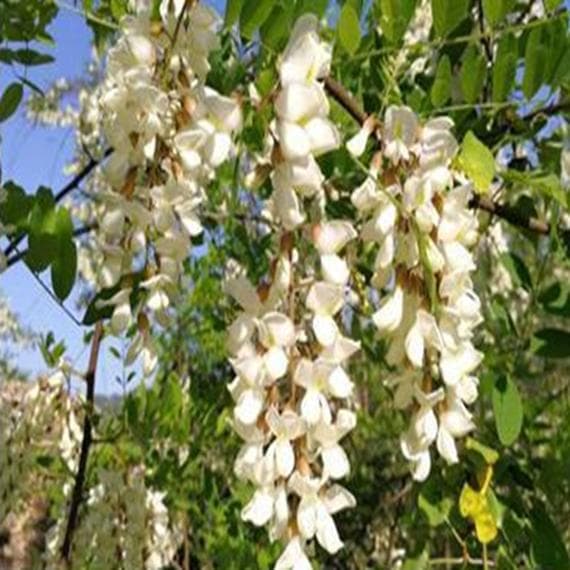 ♾️アカシア蜜１０本　生はちみつ　自家製蜂蜜