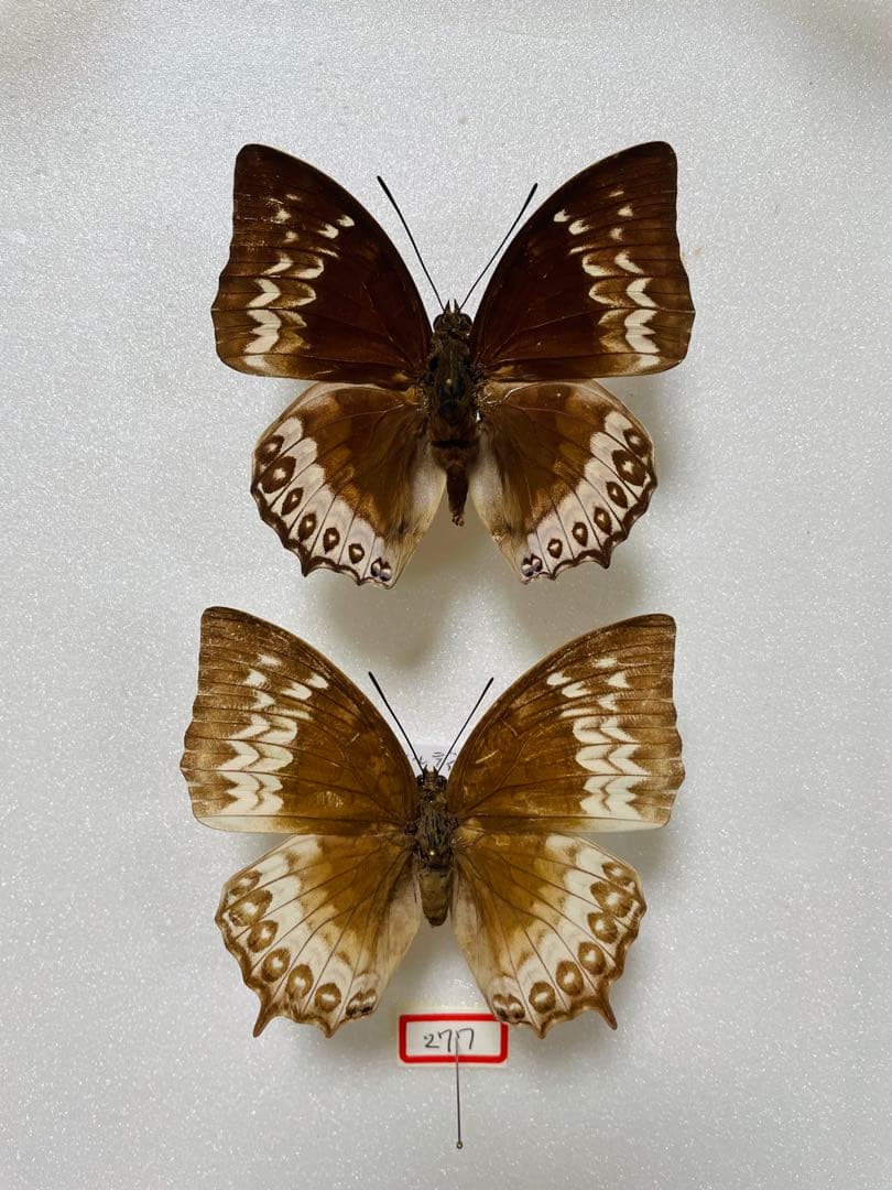 【ペア】ダンフォルティーフタオ（インドネシア産）