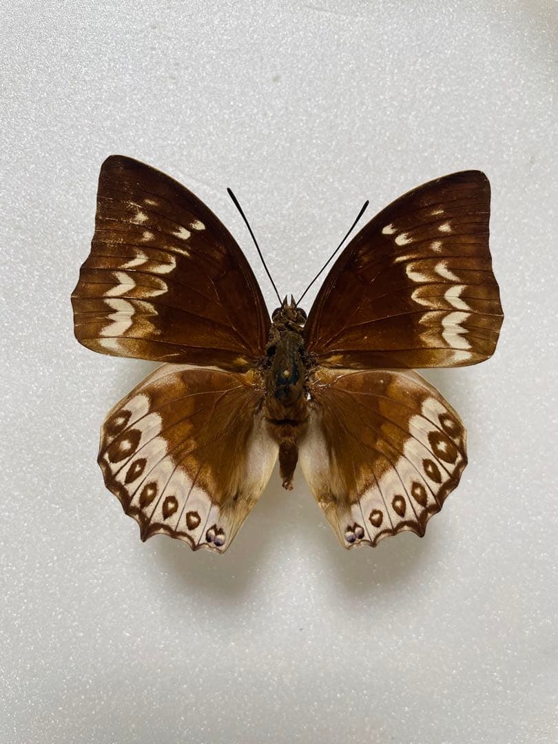 【ペア】ダンフォルティーフタオ（インドネシア産）