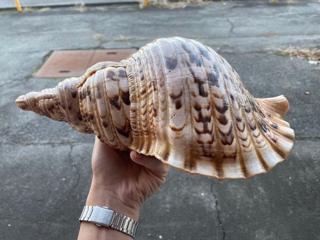 法螺貝　ホラ貝　35cm 936グラム