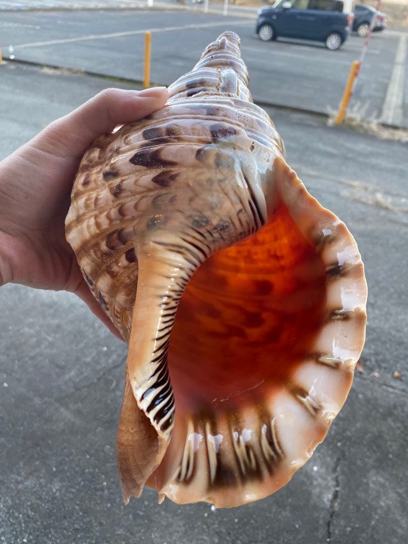 法螺貝　ホラ貝　35cm 936グラム