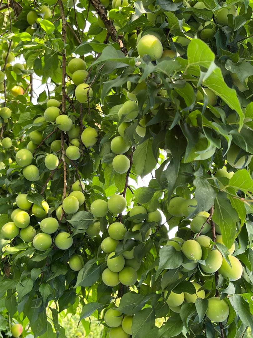 紀州種抜き白干し梅 100％果肉　無添加　み無選別　10kg