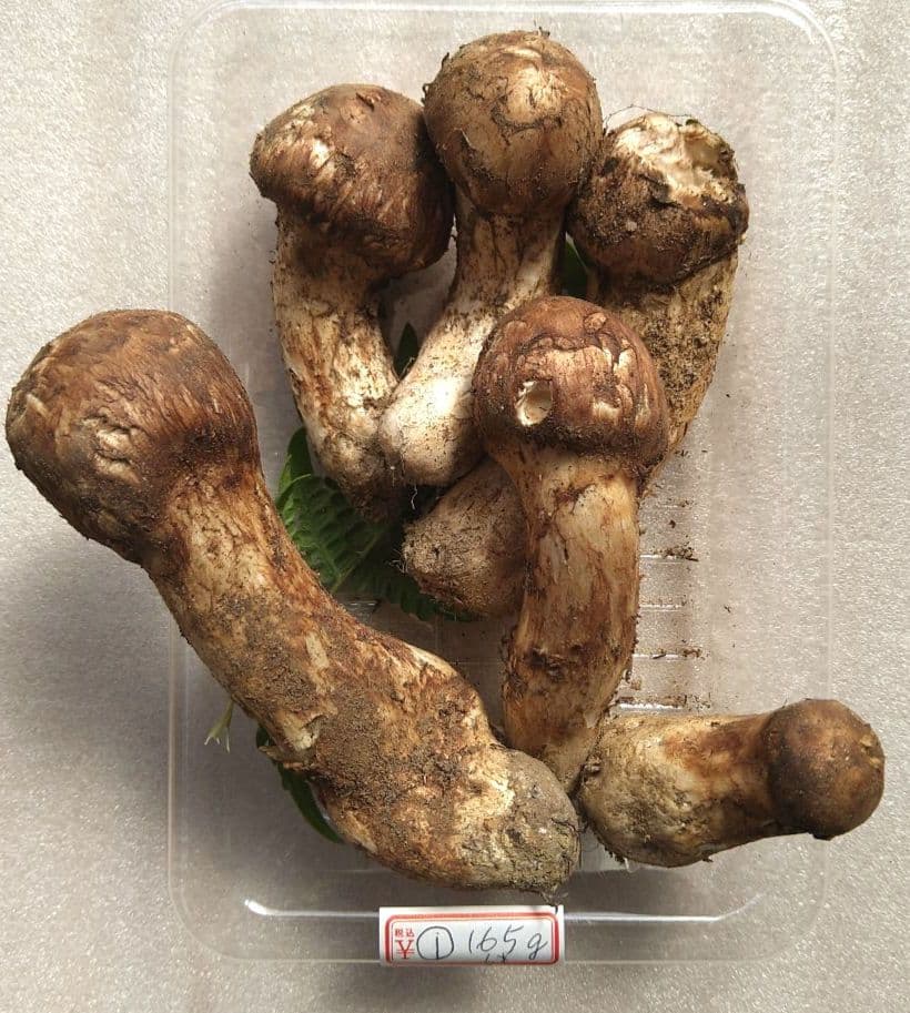 南信州産松茸165g（パック込み）