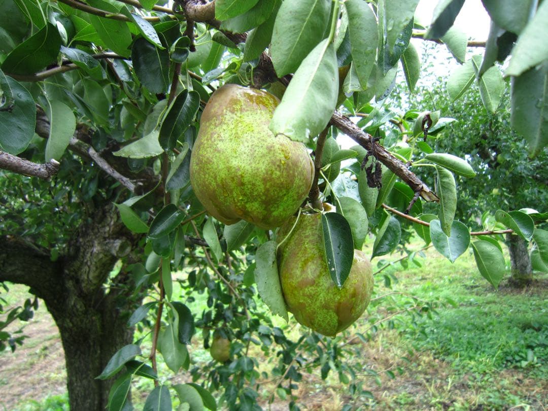 青森県 南部地方産 硬い洋梨(ラ,フランス)大きい順に総重量24kgバラ詰め①