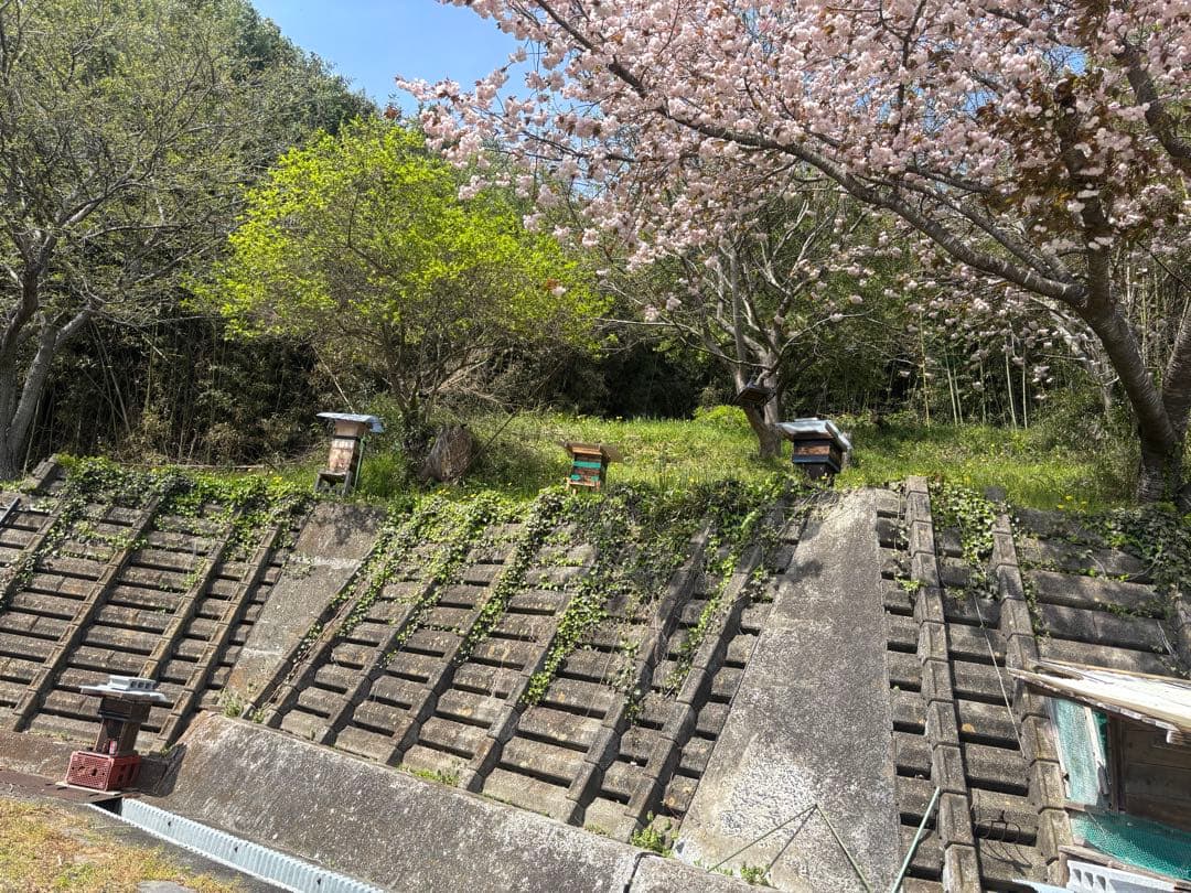 日本蜜蜂　蜂蜜　非加熱無調整純粋生ハチミツ