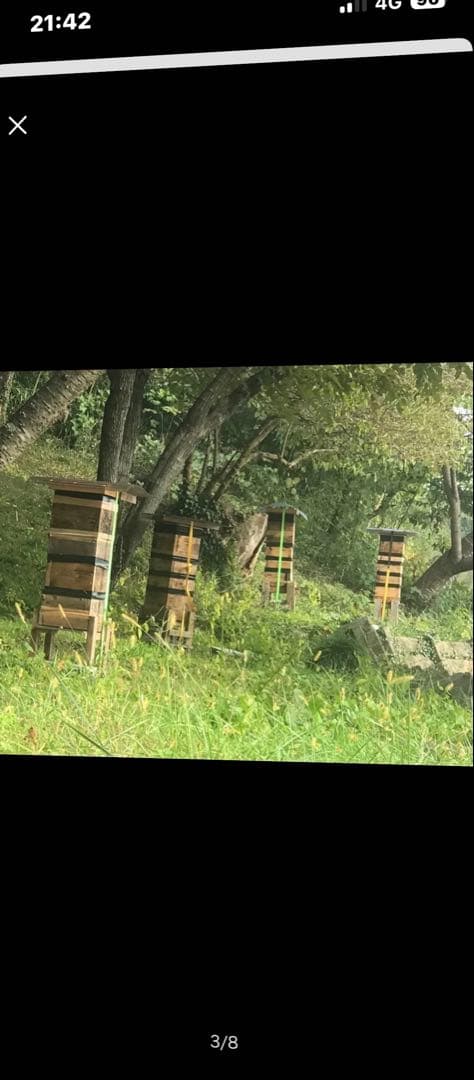 日本蜜蜂　蜂蜜　非加熱無調整純粋生ハチミツ