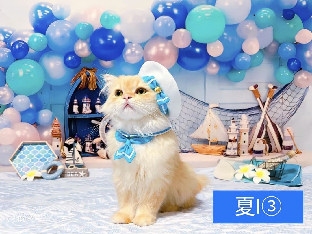 背景布　【　ハートH　】　サンプル　バレンタイン、ニューボーンなど♪