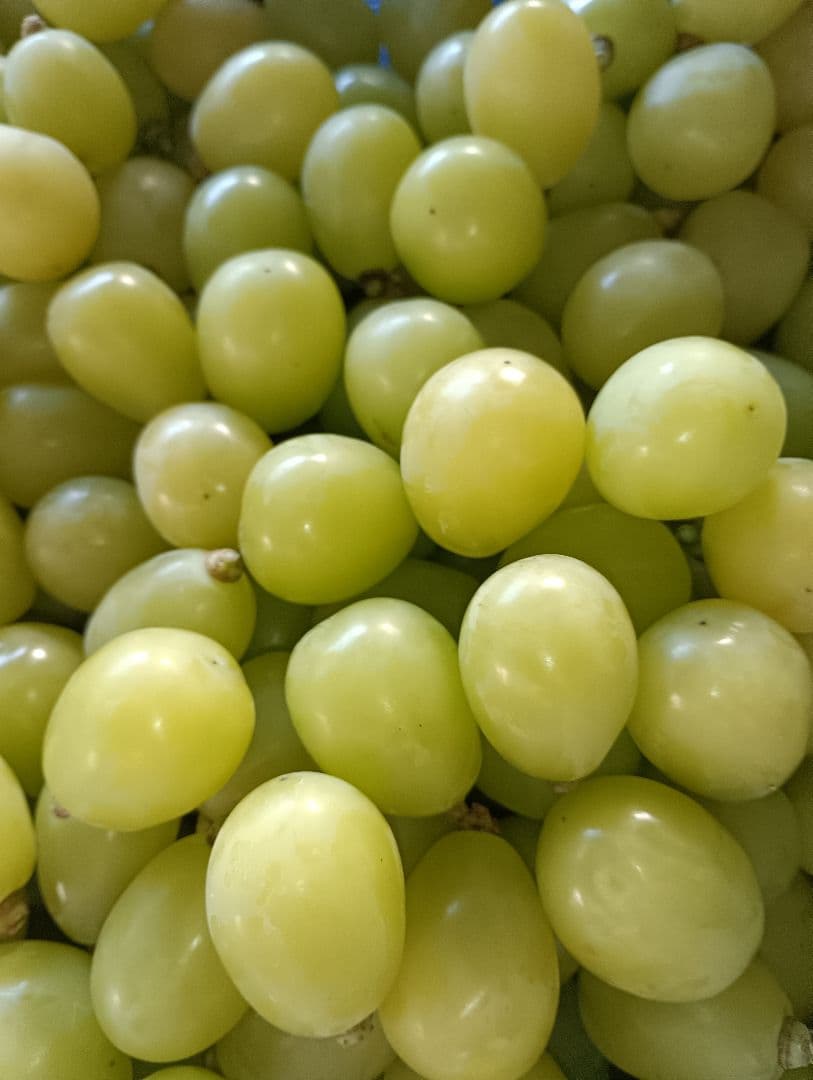 シャインマスカット増量の、徳用5.5キロ入りの粒バック入りになります。