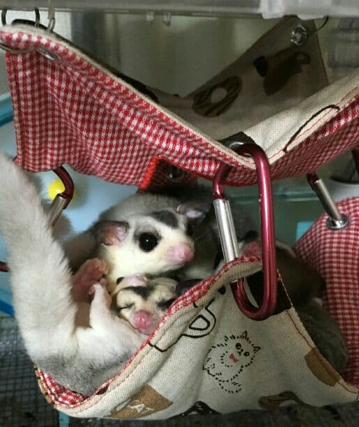 モモンガハウス(猫・ドーナツ柄)チェック赤   春(夏)仕様  1850円