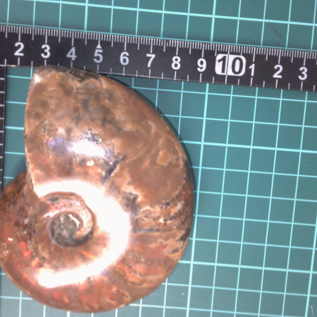 小物１ アンモナイト化石 光沢あり