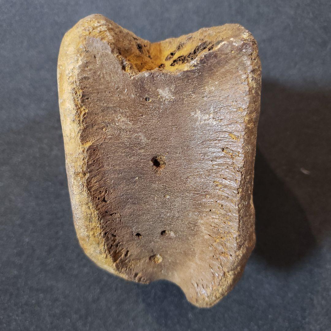 ハドロサウルス　脊髄化石