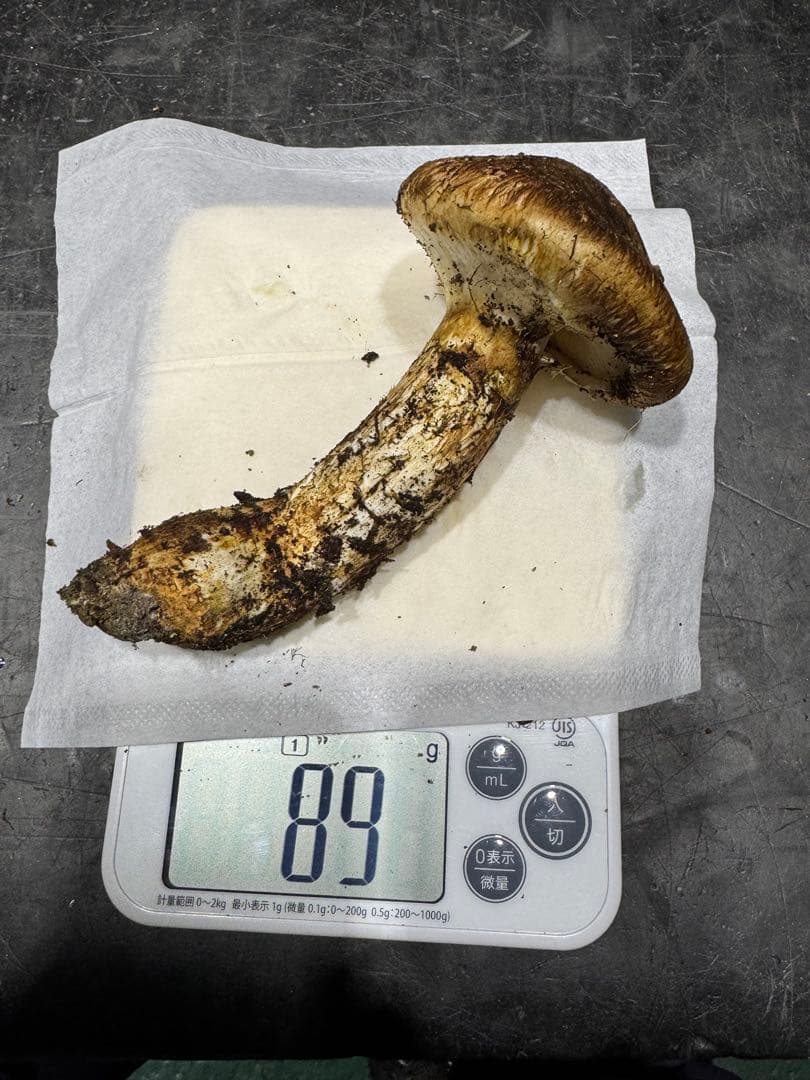 今季最後　岐阜県産　国産　松茸　300g　クロネコクール便着払い