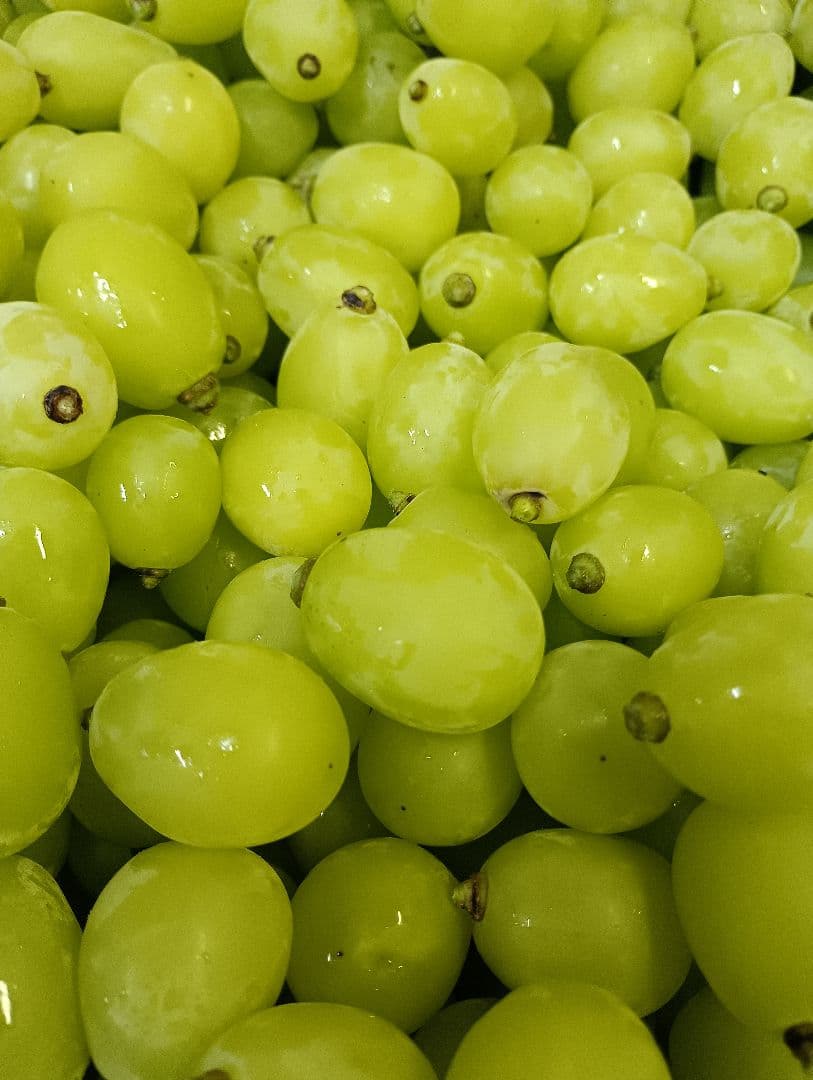 限定特売品シャインマスカット大粒グリーン多め入り5キロ粒バック入りになります。