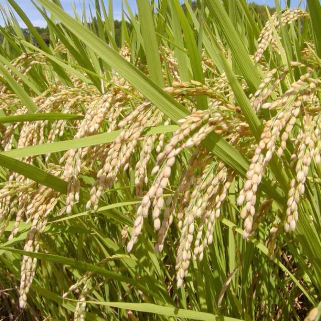 令和7年産 南魚沼産こしひかり　30kg