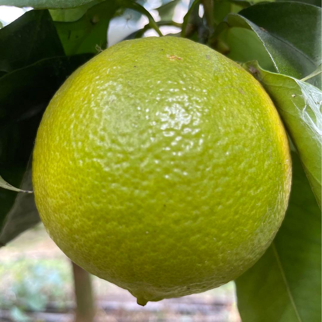 2国産ベルガモットオレンジ果実香りが強い露地栽培約:9k A品【一部分B品含む】