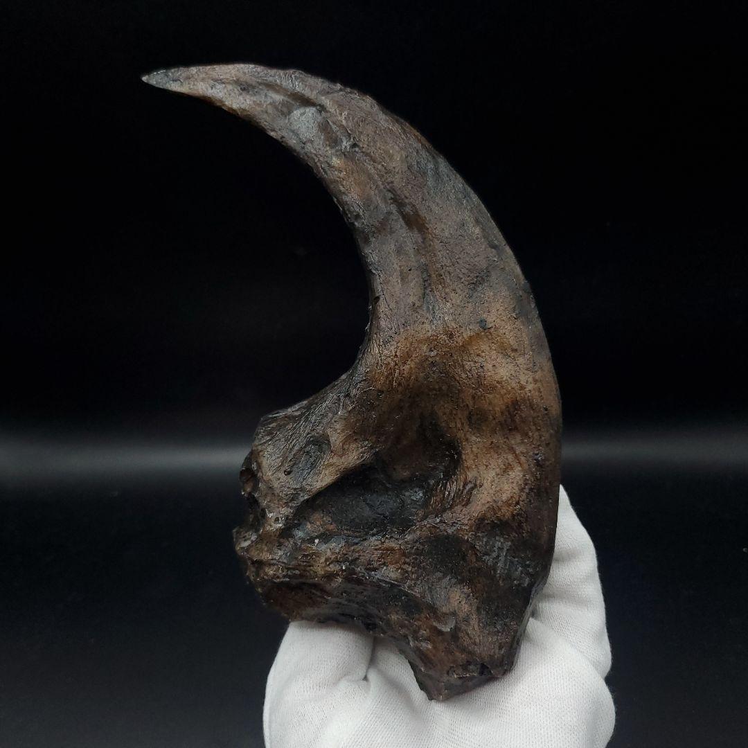 アロサウルス 爪 化石 レプリカ 約171.62mm  arr17