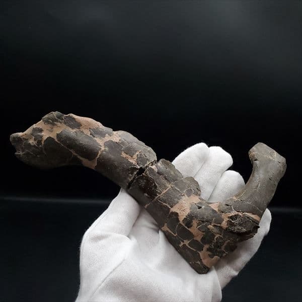 博物館級 ヒパクロサウルス 顎 化石 恐竜 本物 175.67mm fr27