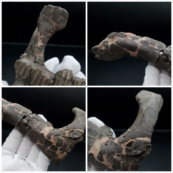 博物館級 ヒパクロサウルス 顎 化石 恐竜 本物 175.67mm fr27