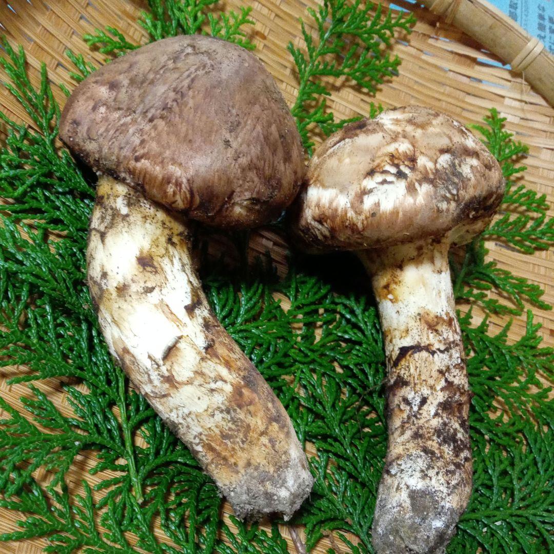 長野県産　松茸　229g