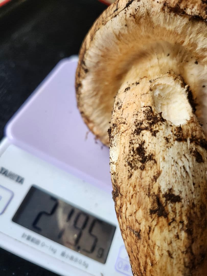 長野県　松茸　栂松茸　大きい