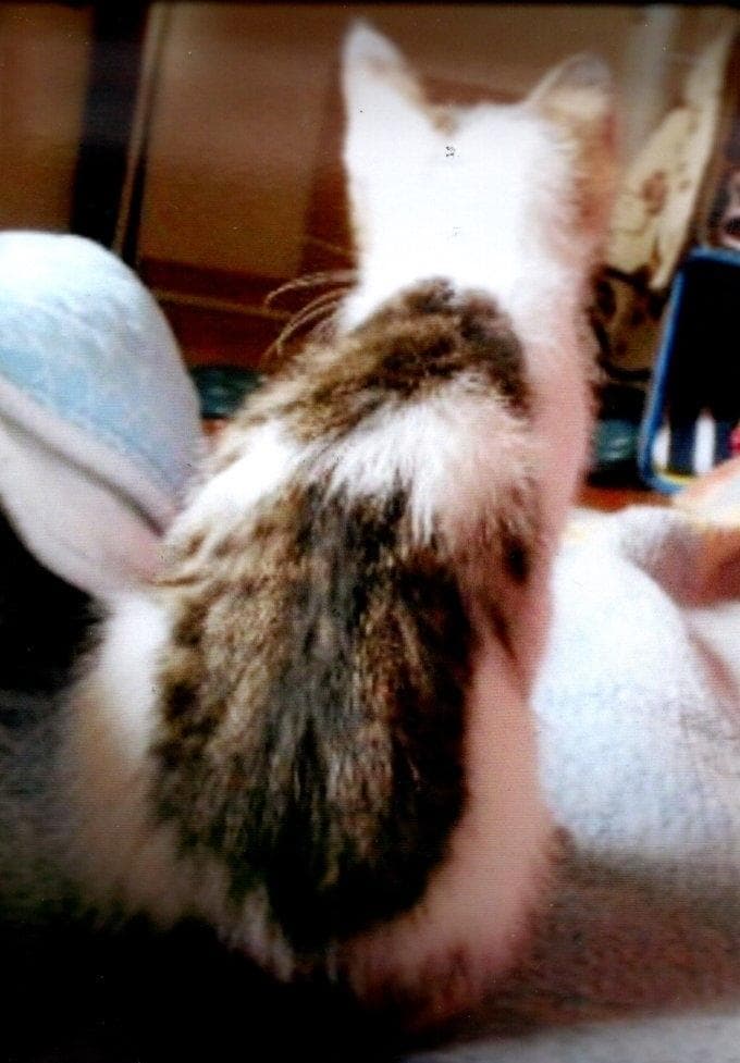 あなたに幸せ呼ぶ光の天使猫