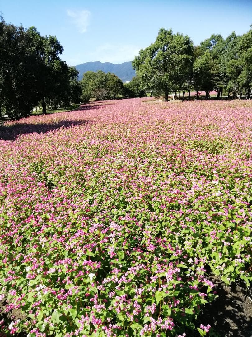 ♥️稀少★限定セット品《幻の天然完熟百花蜜》『日本みつばち自然完熟秋蜜の2瓶』