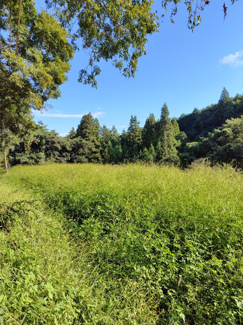 ♥️稀少★限定セット品《幻の天然完熟百花蜜》『日本みつばち自然完熟秋蜜の2瓶』