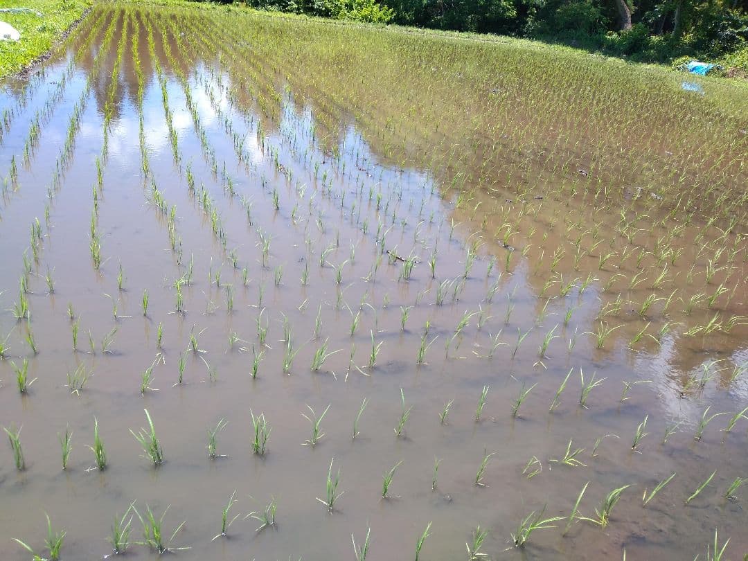 キヨニシキ　玄米１０ｋｇ　令和７年産　天日干し　化学肥料農薬不使用