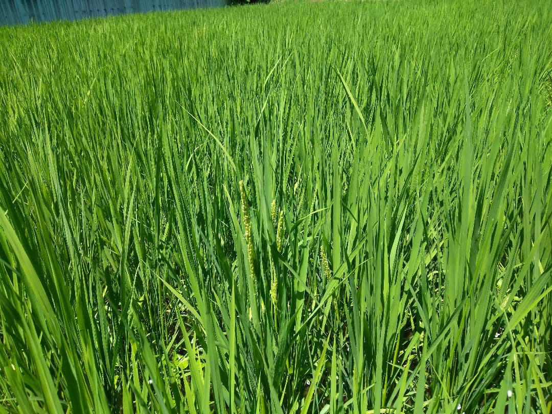 キヨニシキ　玄米１０ｋｇ　令和７年産　天日干し　化学肥料農薬不使用