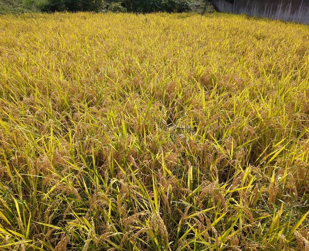 キヨニシキ　玄米１０ｋｇ　令和７年産　天日干し　化学肥料農薬不使用