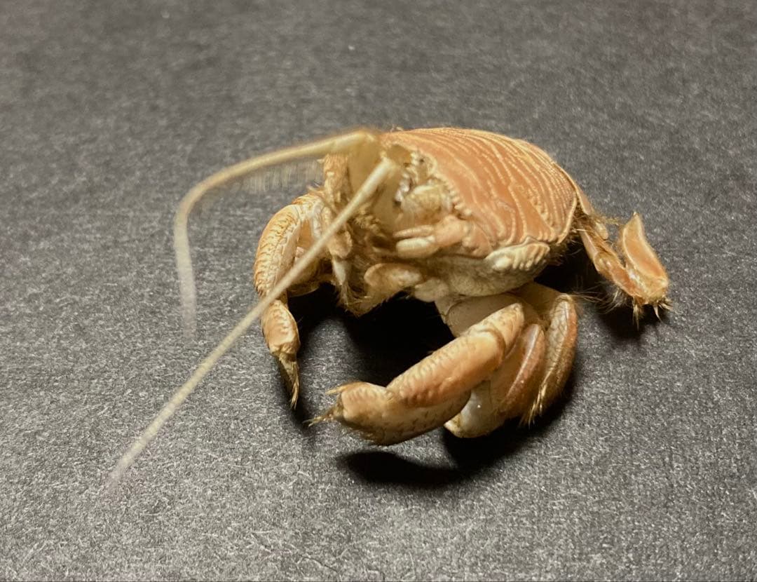 クダヒゲガニ 標本 約5cm カニ　乾燥標本　甲殻類